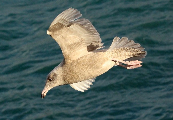 Glaucous Gull