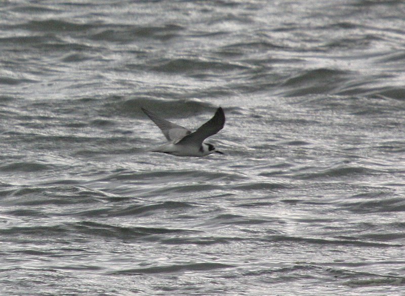 Black Tern