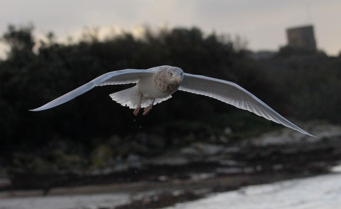 Glaucous Gull