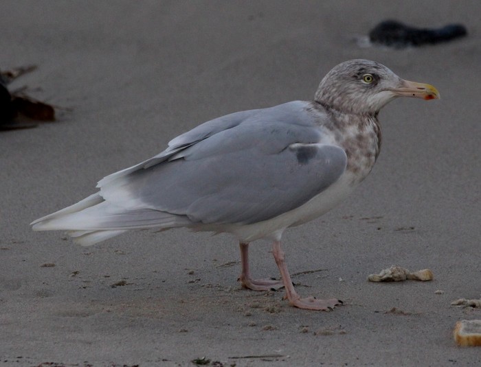 Glaucous Gull