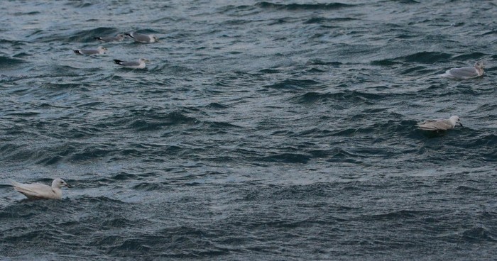 Glaucous Gull