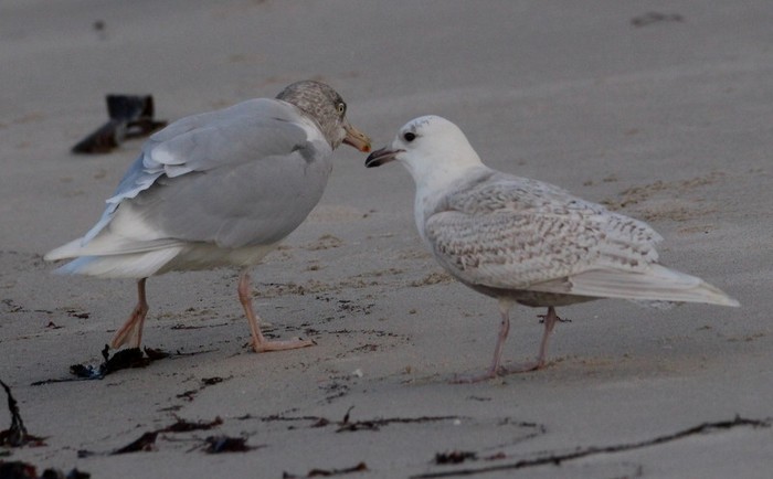 Glaucous Gull