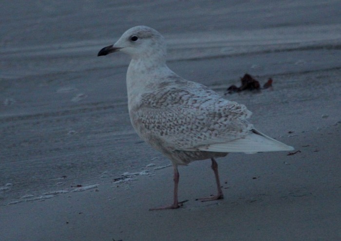 Iceland Gull
