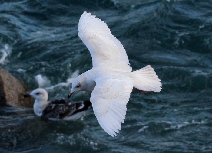 Iceland Gull