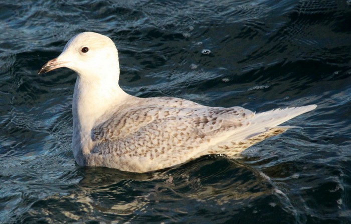 Iceland Gull