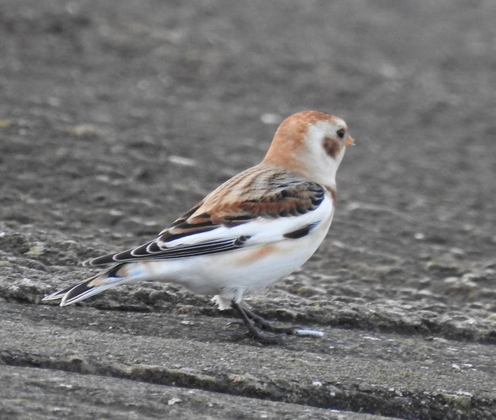 Snow Bunting