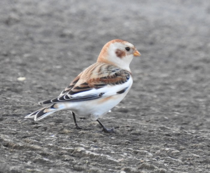 Snow Bunting