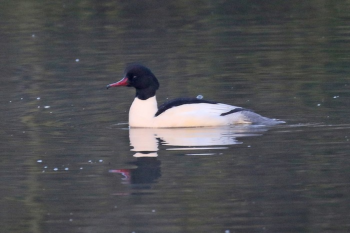 Goosander
