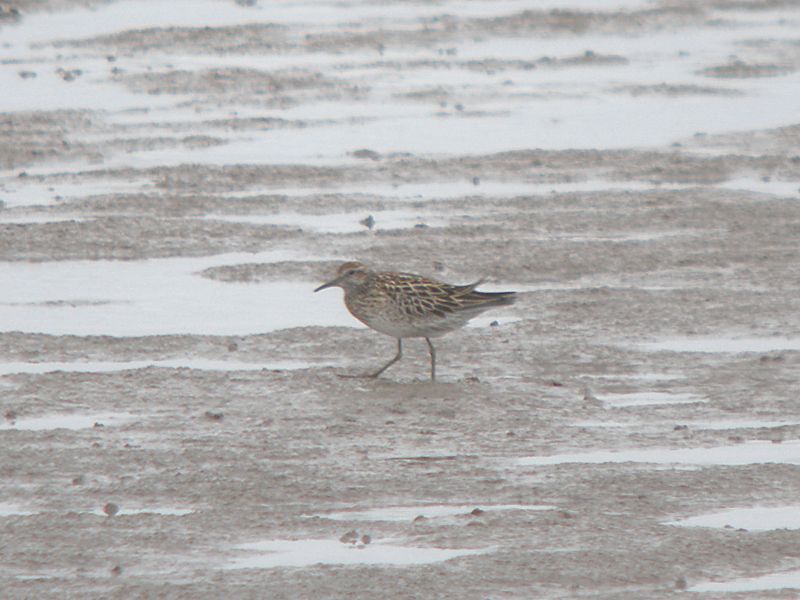 Sharp-tailed Sandpiper