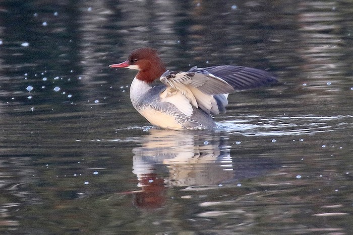 Goosander