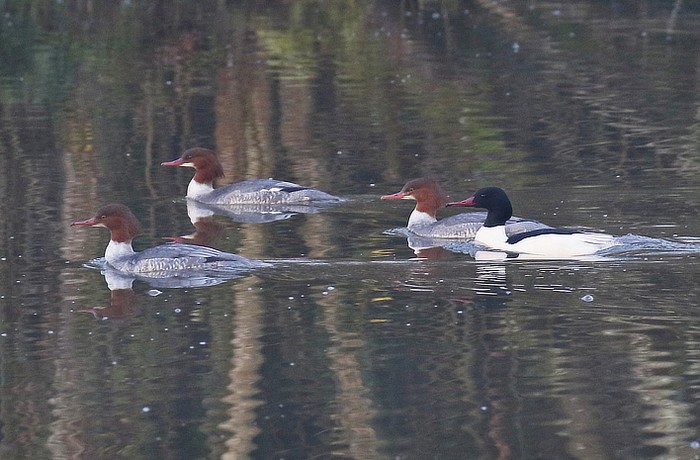 Goosander