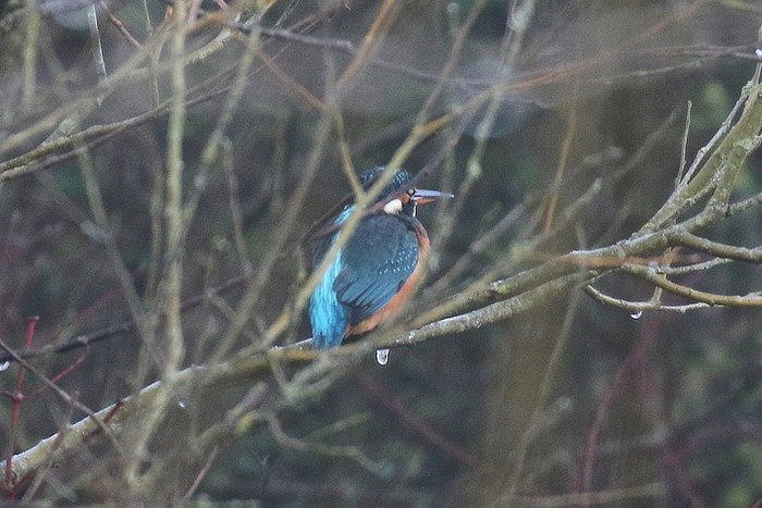 Kingfisher