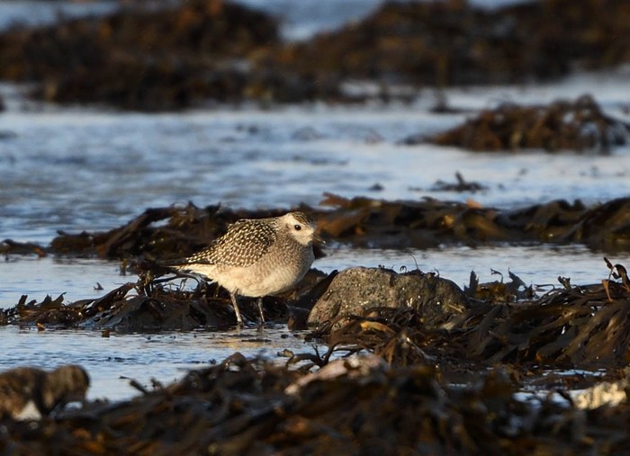 American Golden Plover