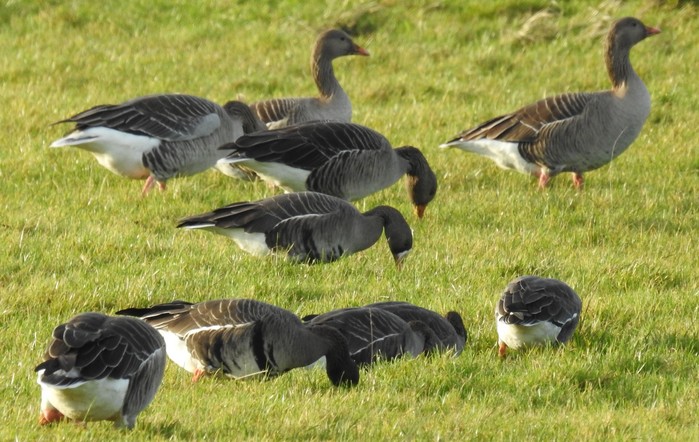 Russian White-fronted Goose