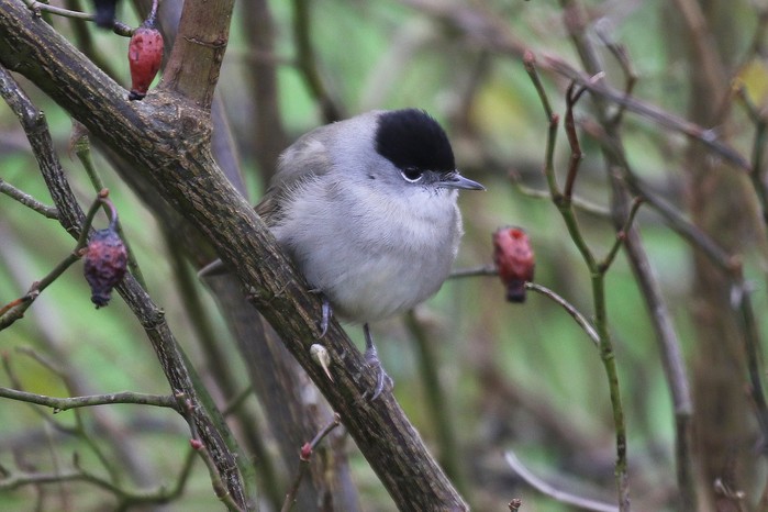 Blackcap