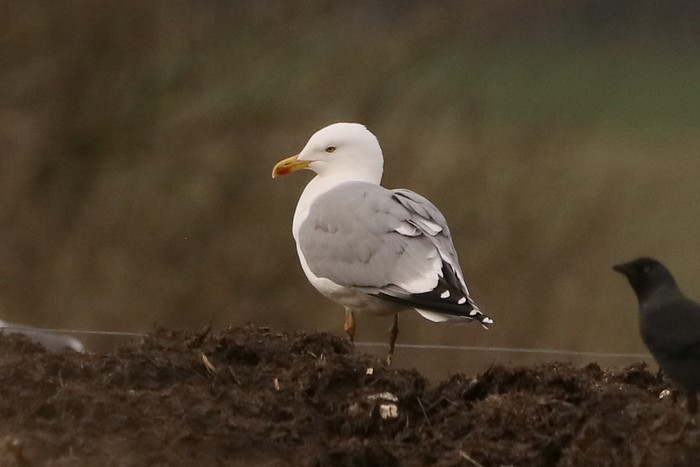Yellow-legged Gull