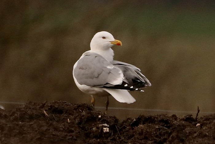 Yellow-legged Gull