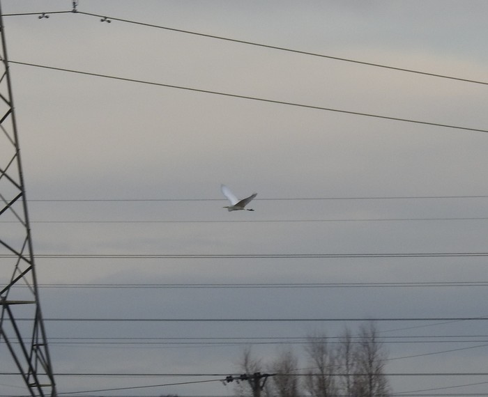 Great White Egret