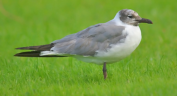 Laughing Gull