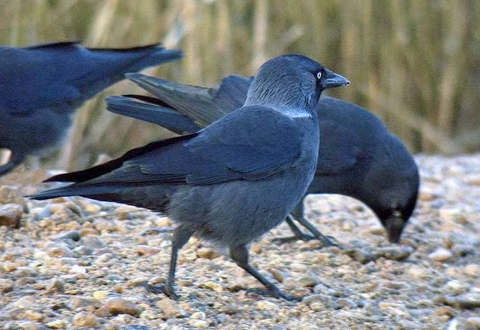 nordic jackdaw