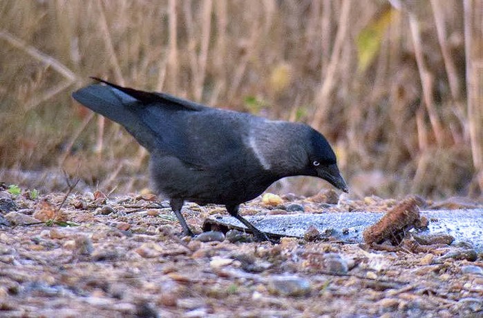 nordic jackdaw
