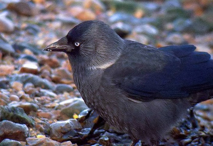 nordic jackdaw