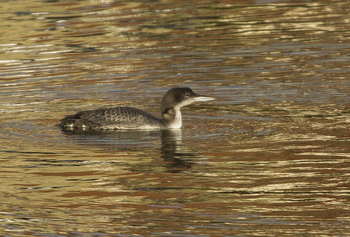 Great Northern Diver