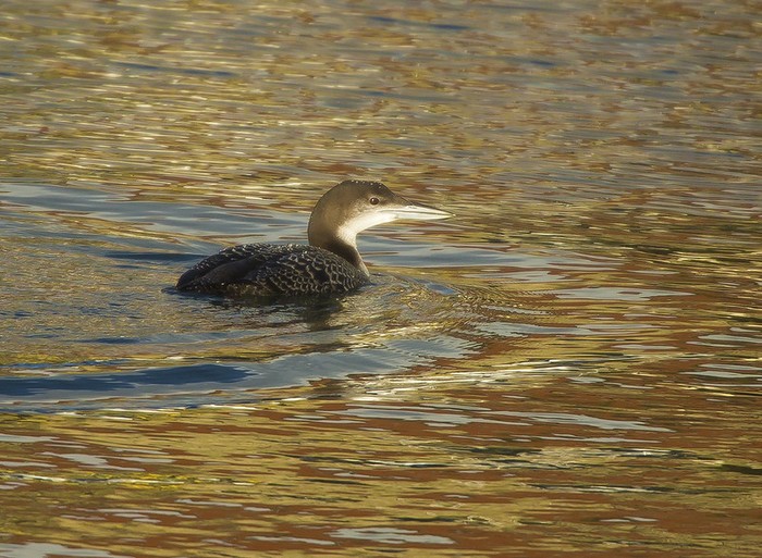 Great Northern Diver