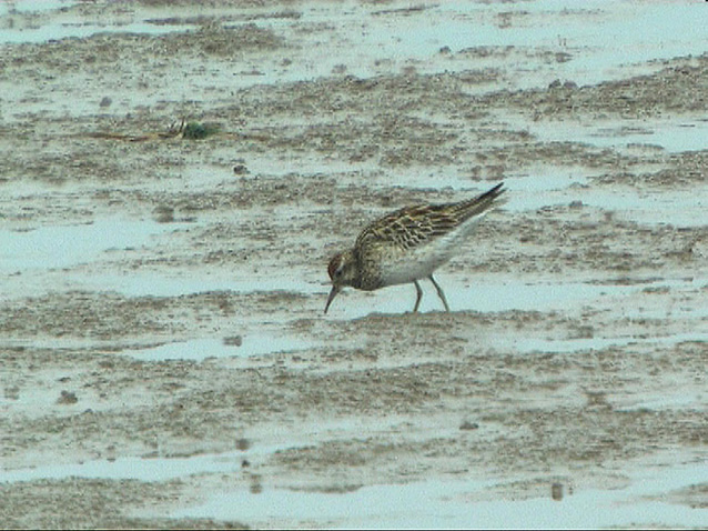 Sharp-tailed Sandpiper