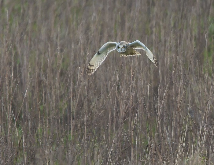 Short-eared Owl