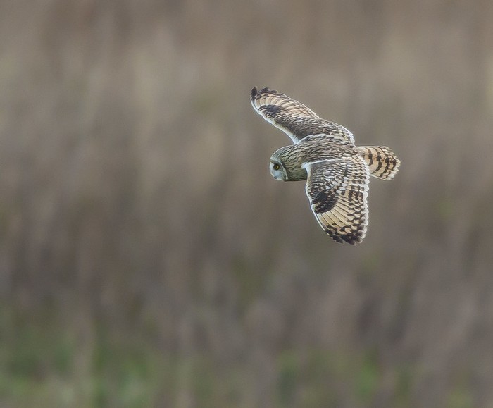 Short-eared Owl