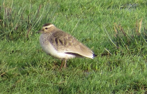 Sociable Lapwing