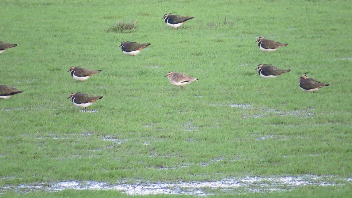 Sociable Lapwing
