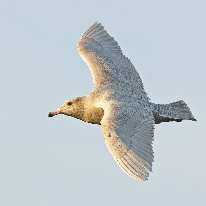 Glaucous Gull