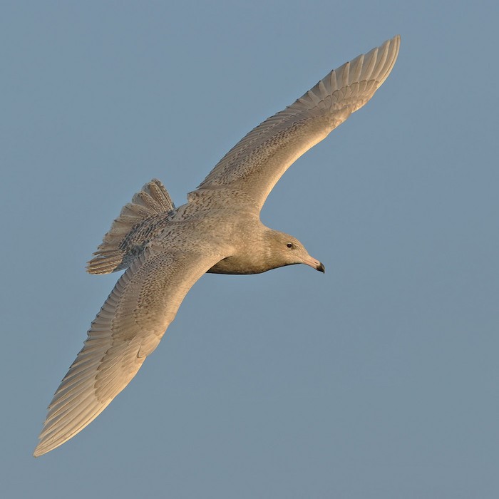 Glaucous Gull