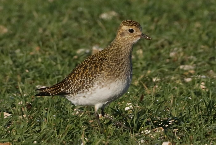 Golden Plover