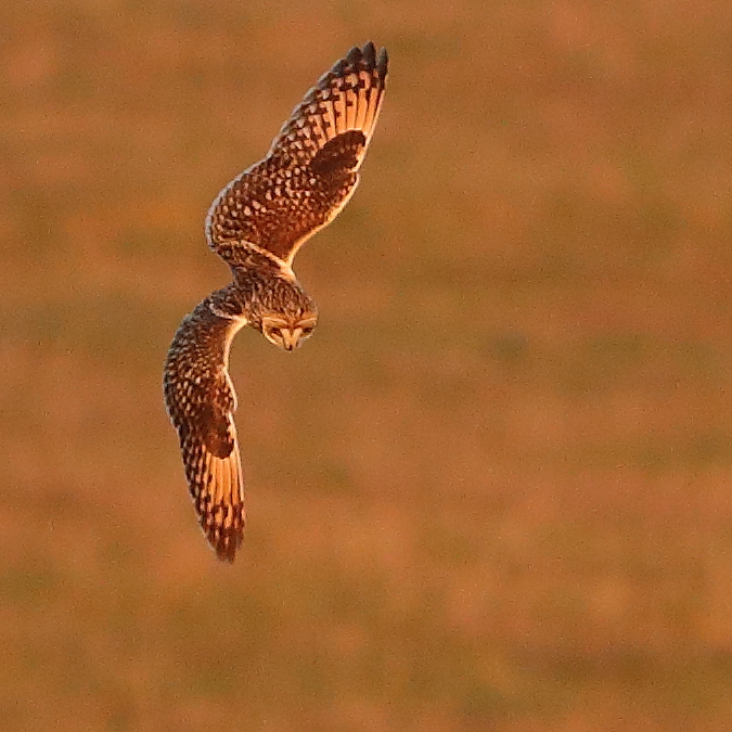 Short-eared Owl