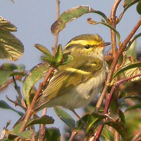 Pallas's Warbler