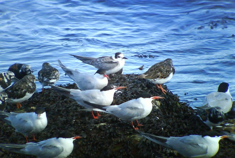 Black Tern