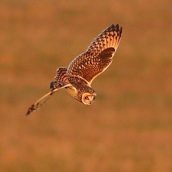 Short-eared Owl