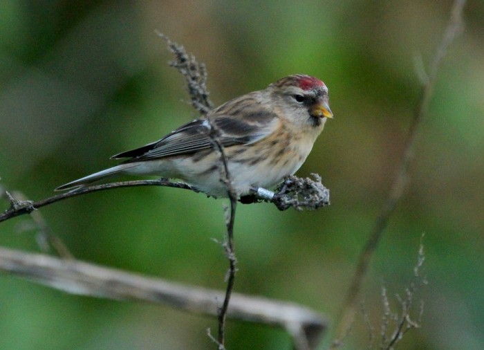 Mealy Redpoll