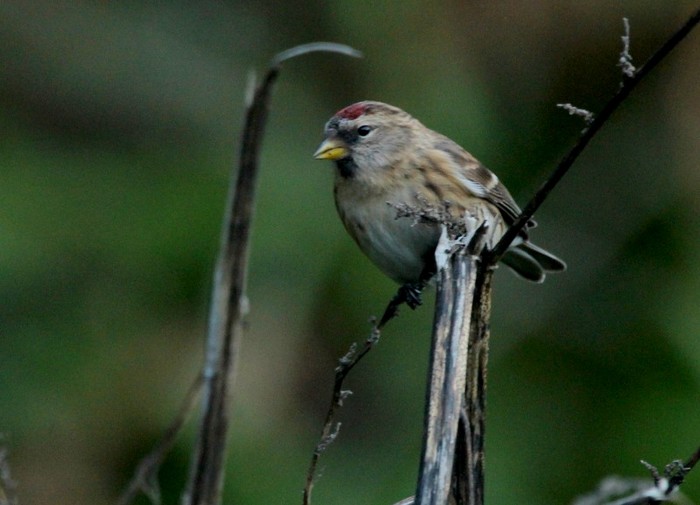 Mealy Redpoll