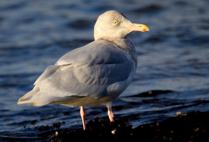 Glaucous Gull