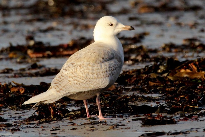 Iceland Gull