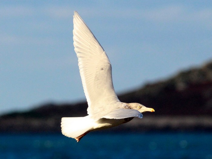 Glaucous Gull