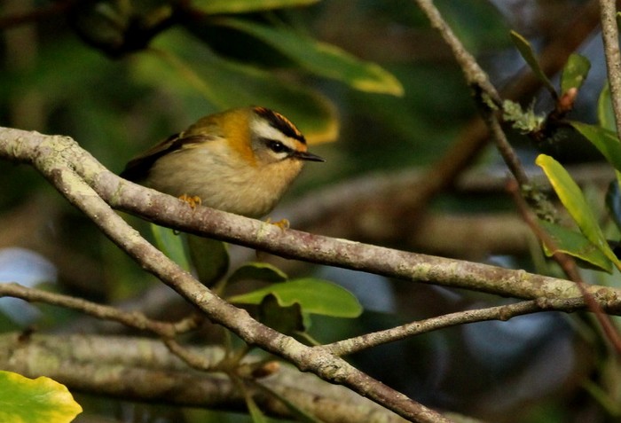 Firecrest