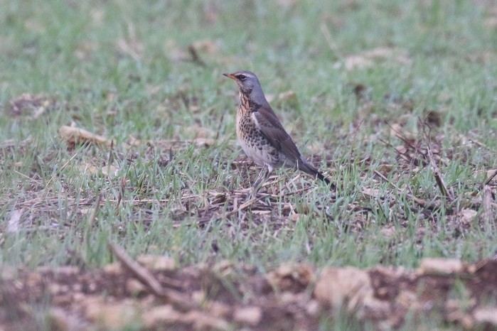 Fieldfare