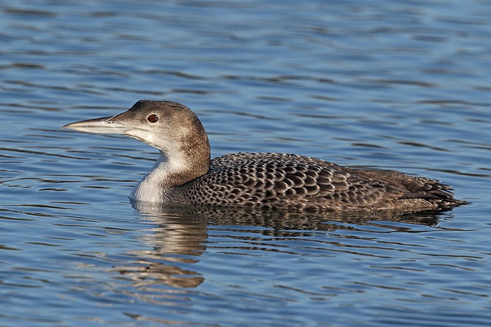 Great Northern Diver