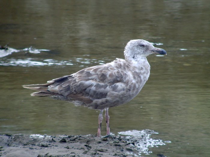 American Herring Gull