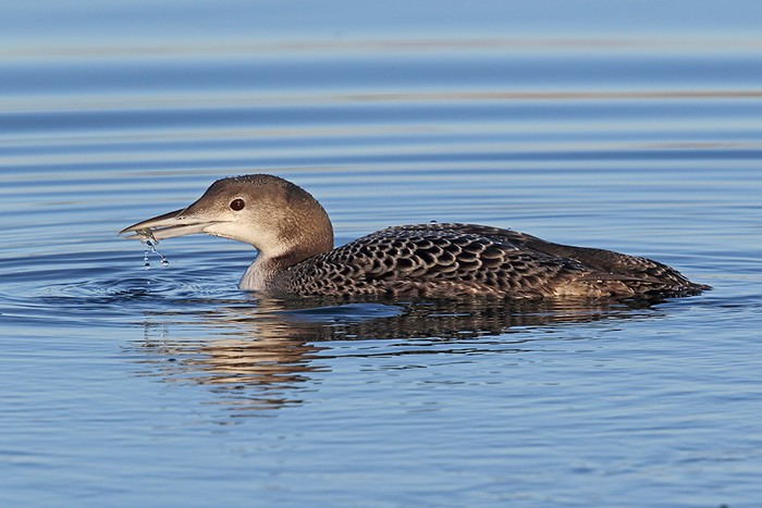 Great Northern Diver